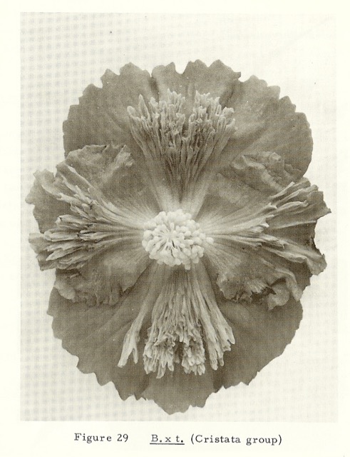 B. ‘Tuberosa Crispa Cristata’